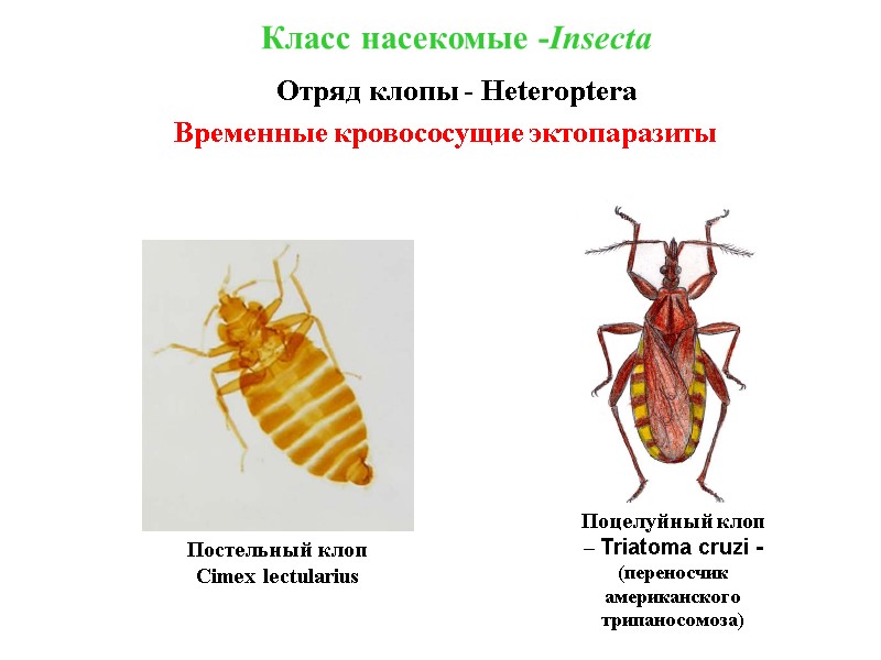 Класс насекомые -Insecta Отряд клопы - Heteroptera Временные кровососущие эктопаразиты Постельный клоп Cimex lectularius